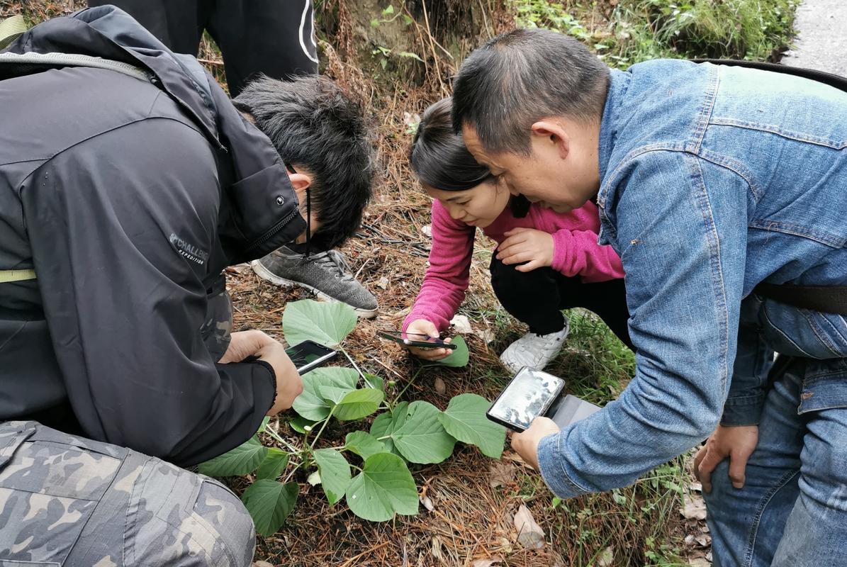 重庆已完成近4万份林木种质资源普查