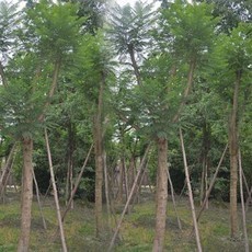 邹城圣科林木种植专业合作社